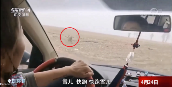 (ویدئو) حمله ببر سیبری به یک خودرو