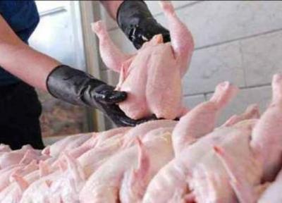 آلودگی انگلی گوشت مرغ در مازندران شایعه یا واقعیت؟