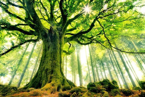 7 درخت کهنسال در لیست میراث طبیعی ملی ثبت شد