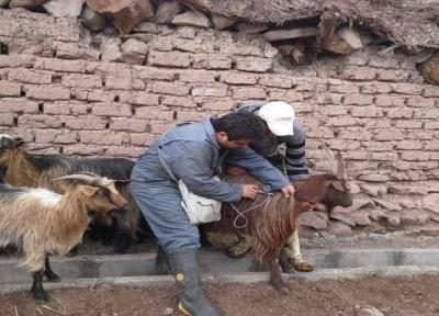 واکسیناسیون بیش از 5 میلیون راس دام در کردستان